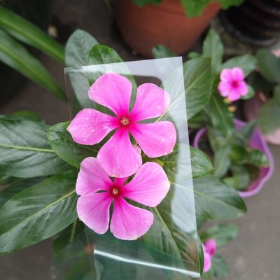 Un buon prezzo. Tavola per PC trasparente in policarbonato da 1 mm per ottici o stampa a singolo strato 1 mm in linea